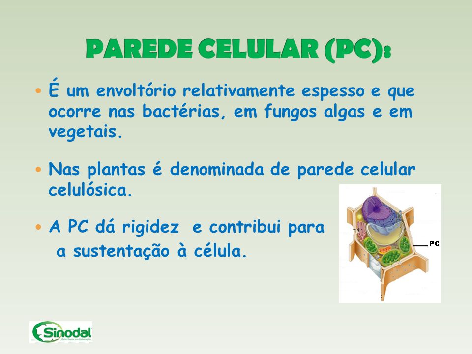 PAREDE CELULAR (PC): É um envoltório relativamente espesso e que ocorre nas bactérias, em fungos algas e em vegetais.