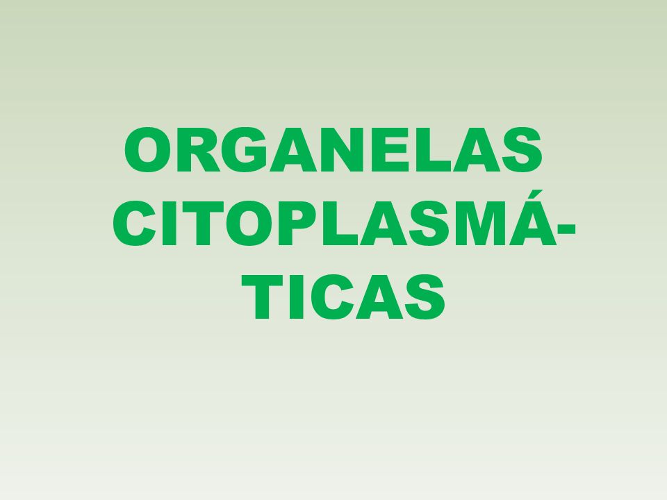 ORGANELAS CITOPLASMÁ- TICAS