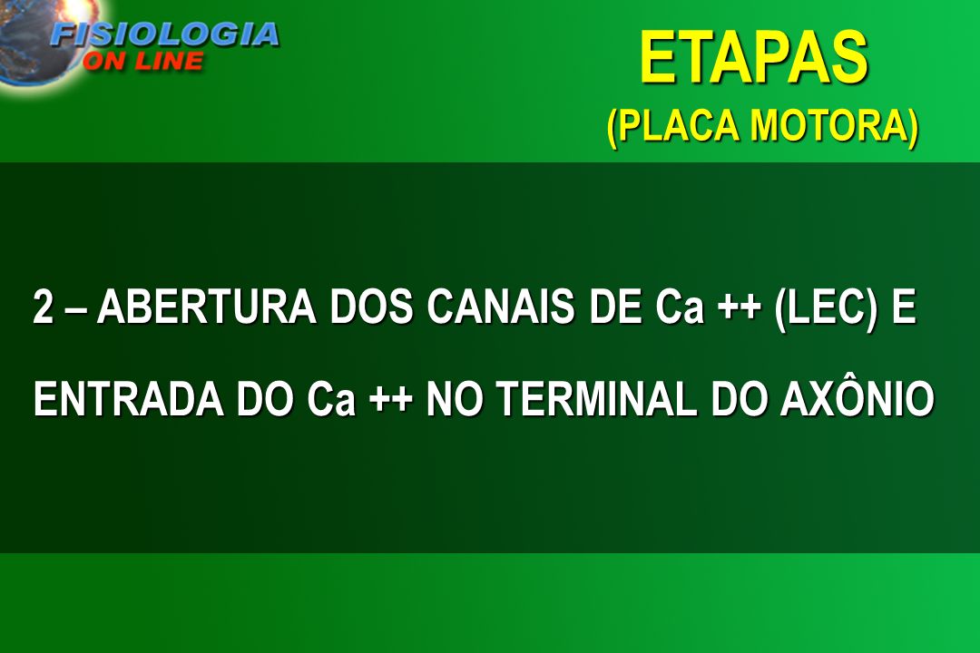 ETAPAS (PLACA MOTORA) 2 – ABERTURA DOS CANAIS DE Ca ++ (LEC) E ENTRADA DO Ca ++ NO TERMINAL DO AXÔNIO.