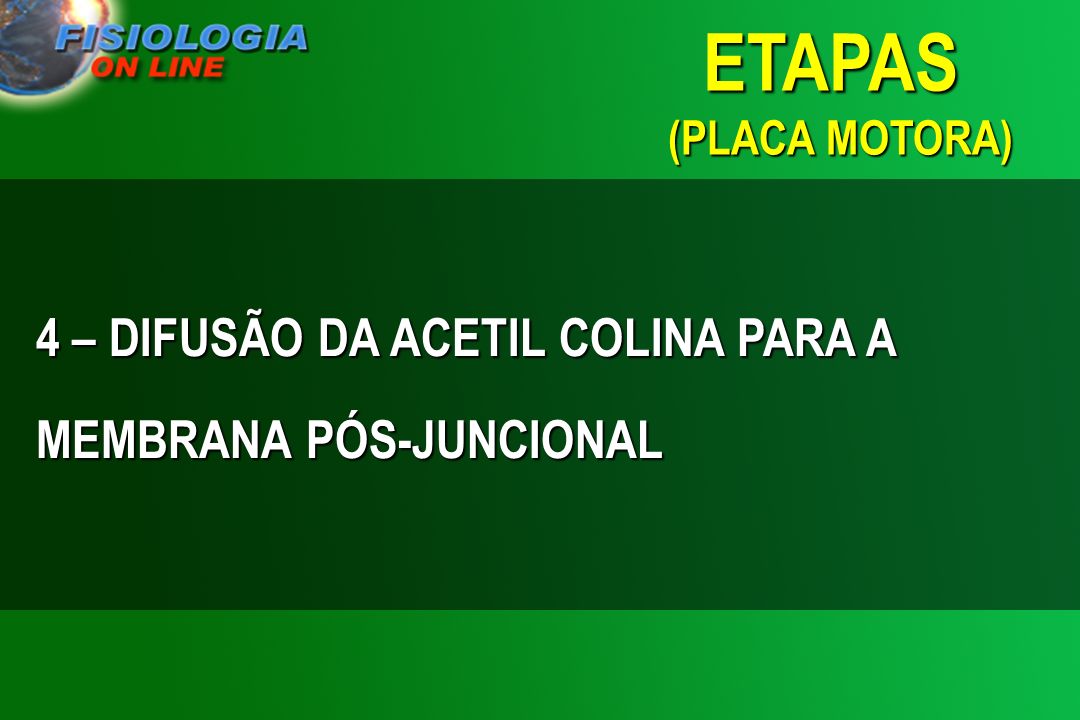 ETAPAS (PLACA MOTORA) 4 – DIFUSÃO DA ACETIL COLINA PARA A MEMBRANA PÓS-JUNCIONAL