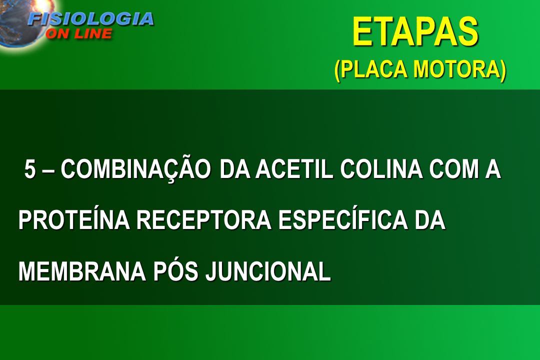 ETAPAS (PLACA MOTORA) 5 – COMBINAÇÃO DA ACETIL COLINA COM A PROTEÍNA RECEPTORA ESPECÍFICA DA MEMBRANA PÓS JUNCIONAL.