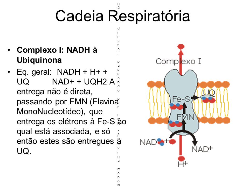 Cadeia Respiratória Complexo I: NADH à Ubiquinona