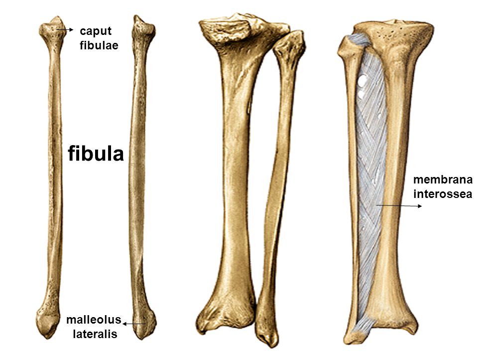 Берцовая кость картинка