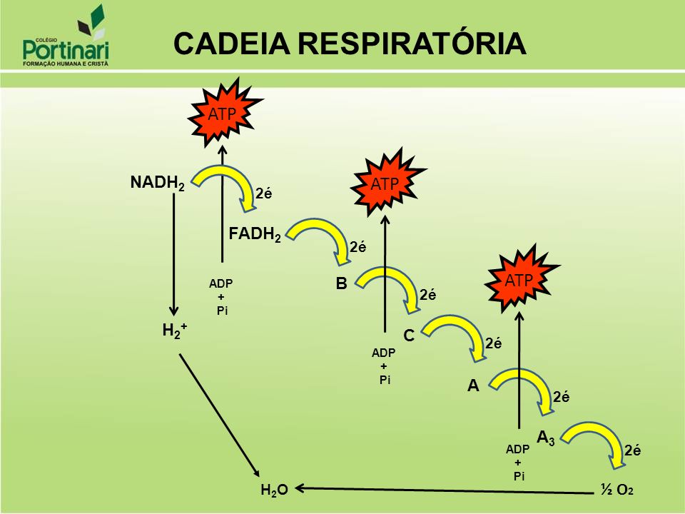CADEIA RESPIRATÓRIA ATP ATP ATP NADH2 FADH2 B H2+ C A A3 ½ O2 2é 2é 2é
