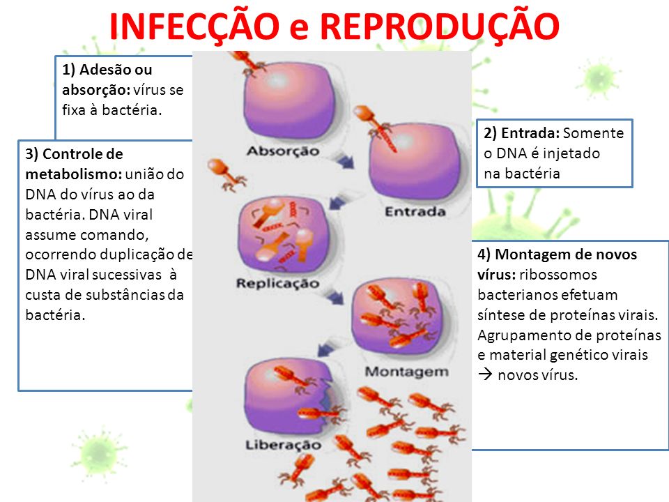 INFECÇÃO e REPRODUÇÃO 1) Adesão ou absorção: vírus se fixa à bactéria.