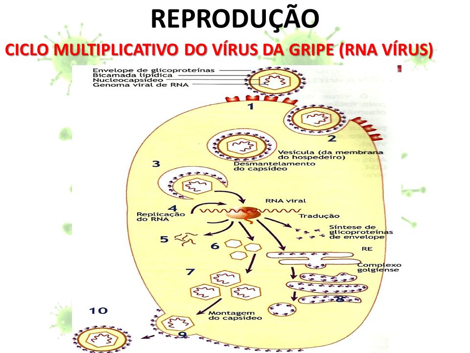 CICLO MULTIPLICATIVO DO VÍRUS DA GRIPE (RNA VÍRUS)