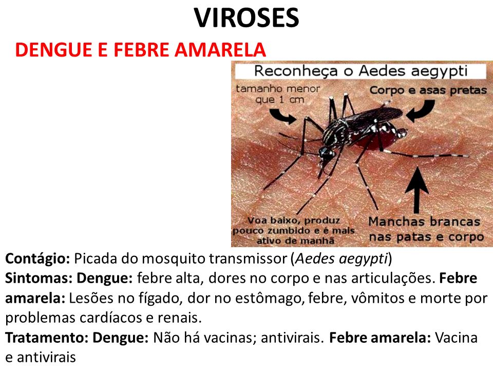 VIROSES DENGUE E FEBRE AMARELA