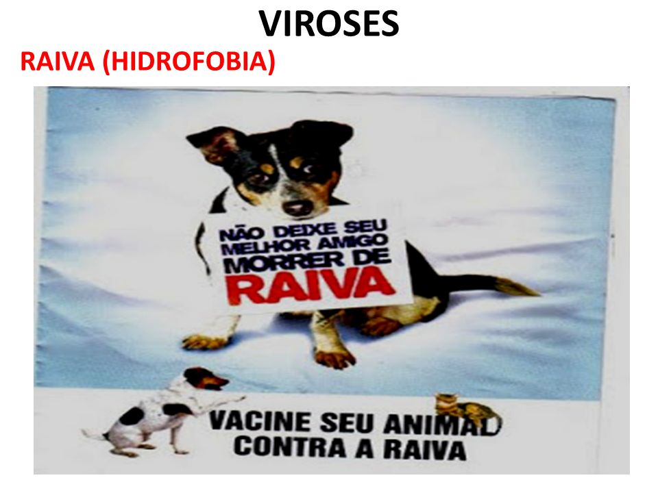 VIROSES RAIVA (HIDROFOBIA)