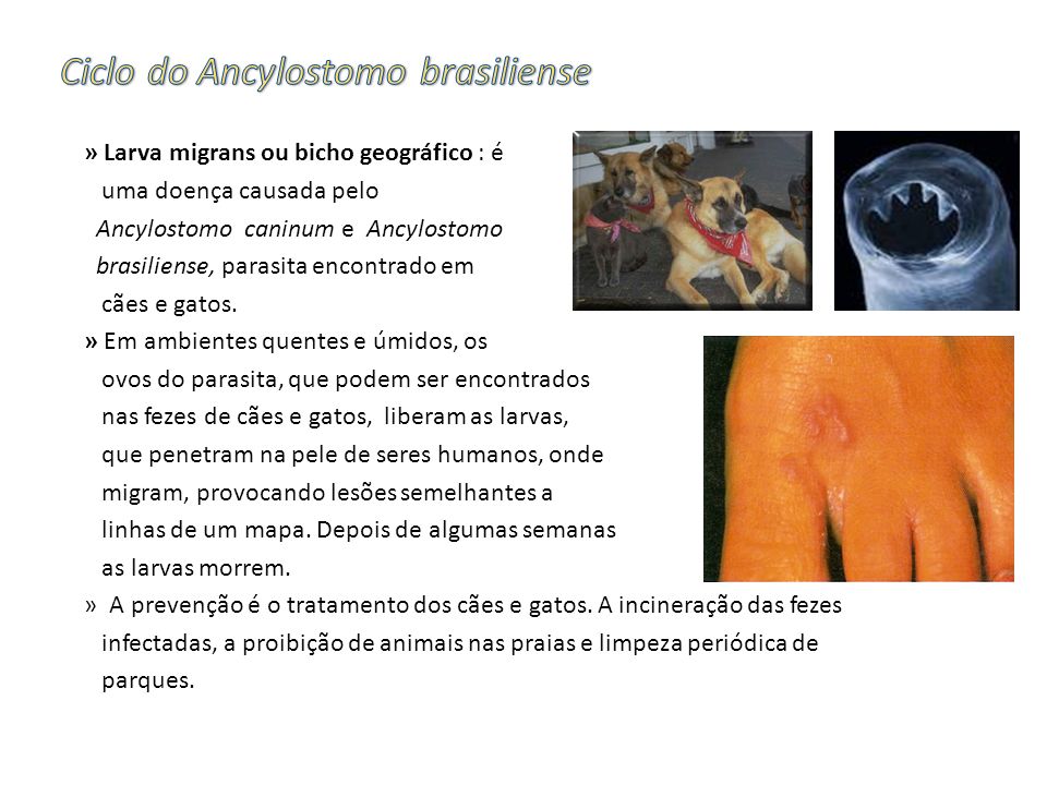 Ciclo do Ancylostomo brasiliense