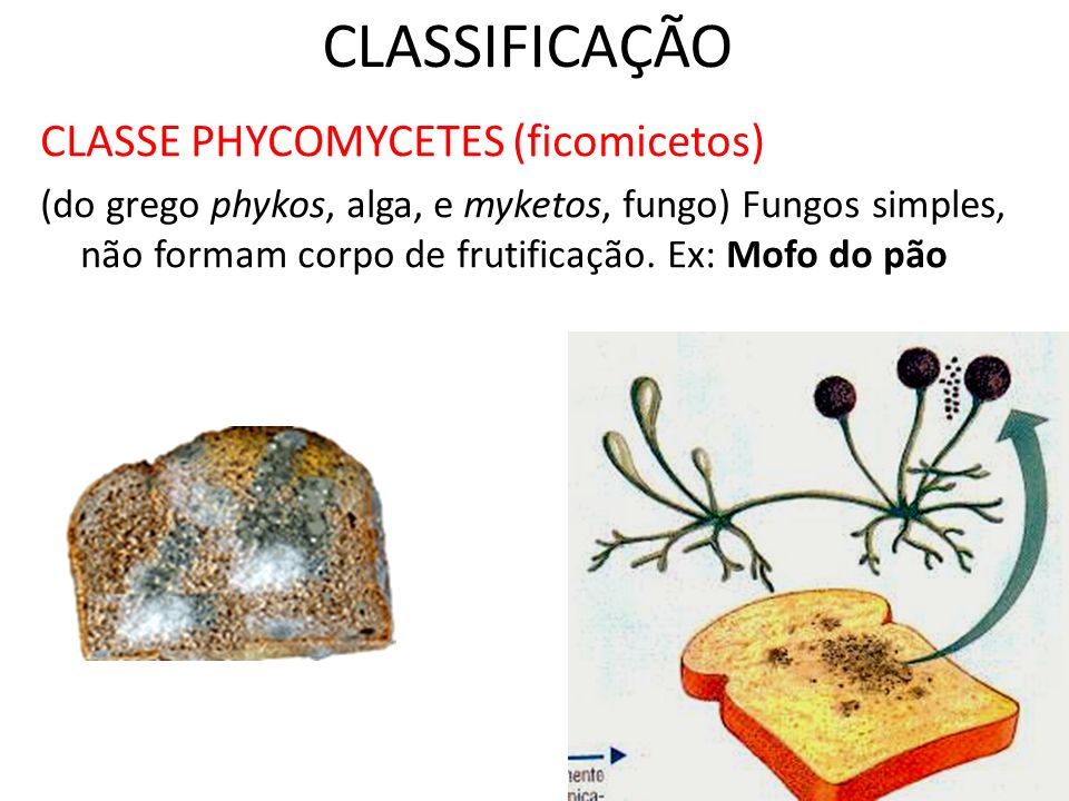 CLASSIFICAÇÃO CLASSE PHYCOMYCETES (ficomicetos)