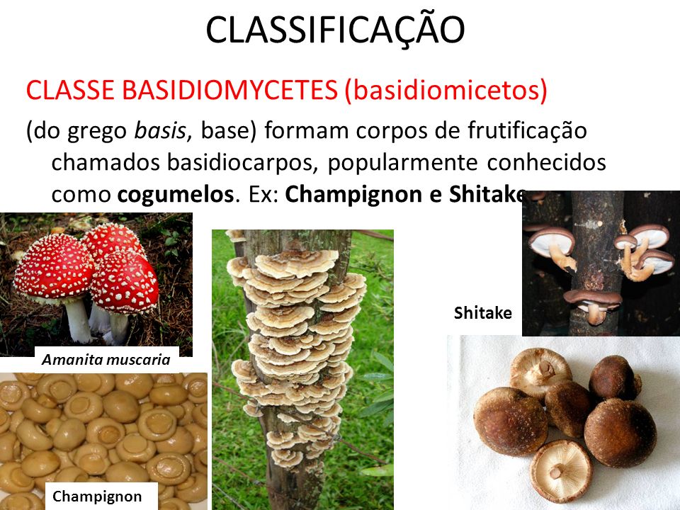 CLASSIFICAÇÃO CLASSE BASIDIOMYCETES (basidiomicetos)