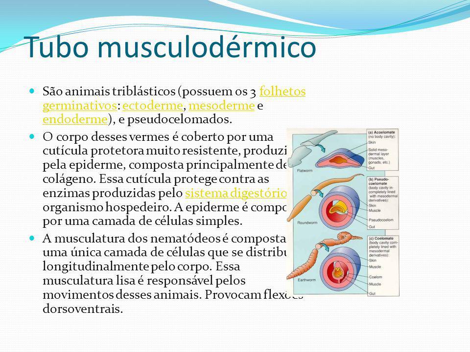 Tubo musculodérmico São animais triblásticos (possuem os 3 folhetos germinativos: ectoderme, mesoderme e endoderme), e pseudocelomados.