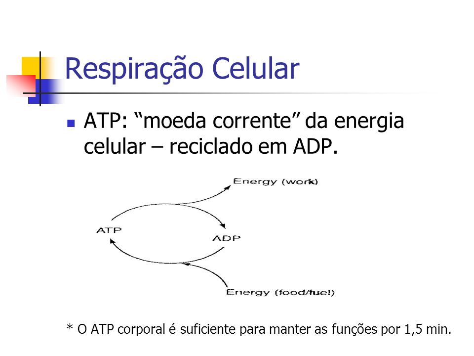 Respiração Celular ATP: moeda corrente da energia celular – reciclado em ADP.