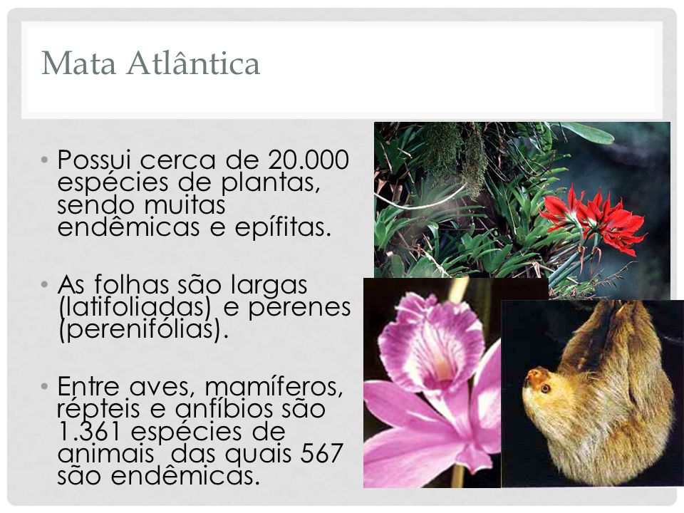Mata Atlântica Possui cerca de espécies de plantas, sendo muitas endêmicas e epífitas.