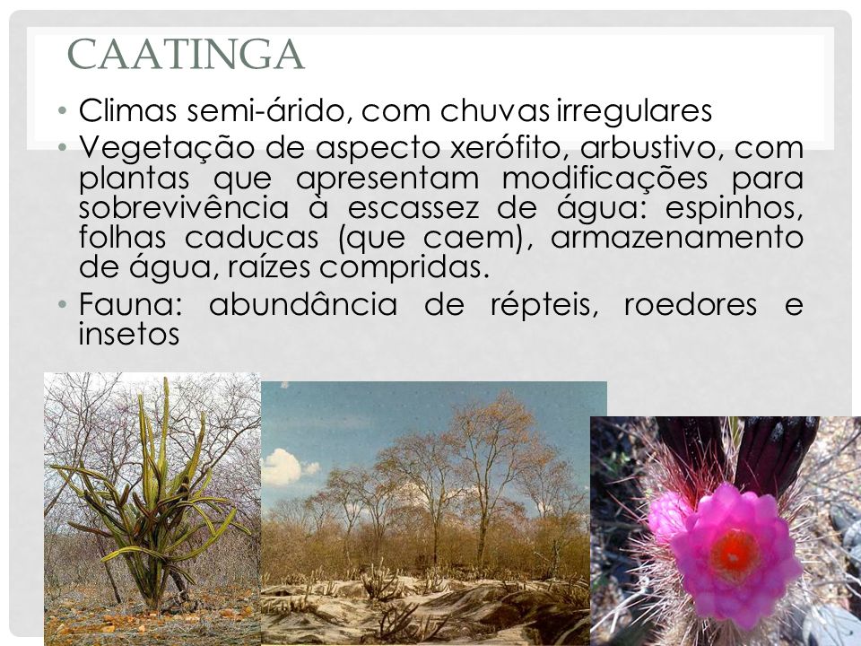 Caatinga Climas semi-árido, com chuvas irregulares