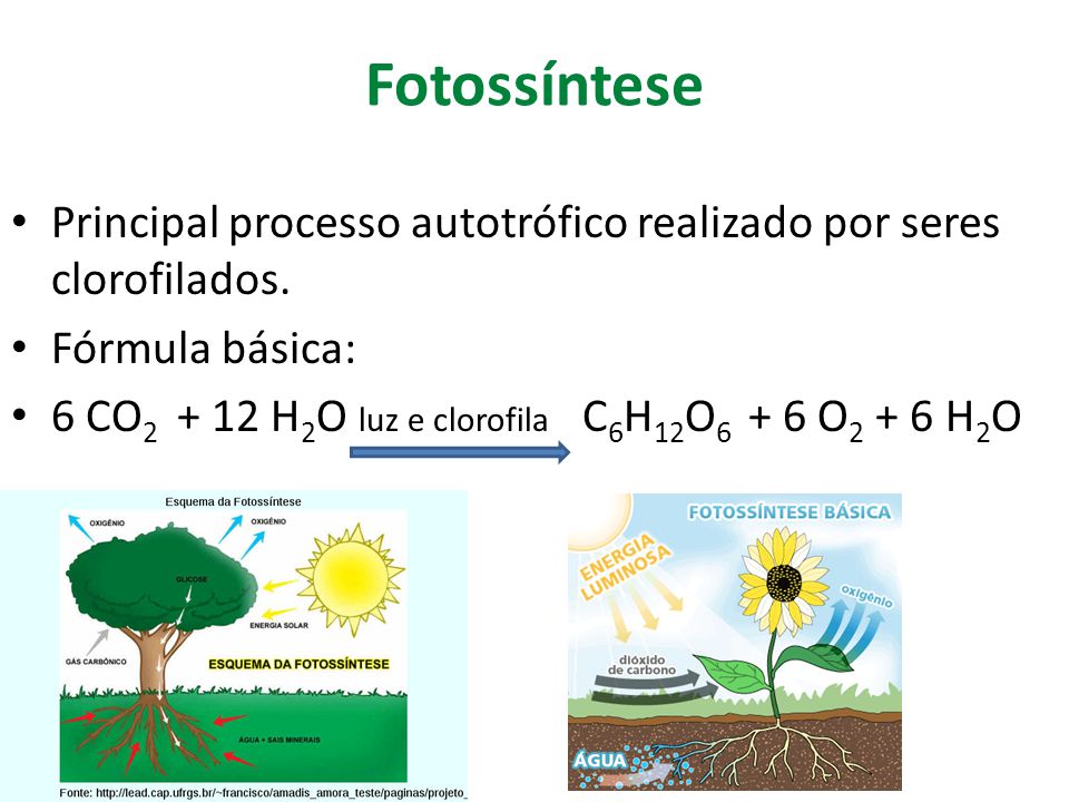 Fotossíntese Principal processo autotrófico realizado por seres clorofilados. Fórmula básica: