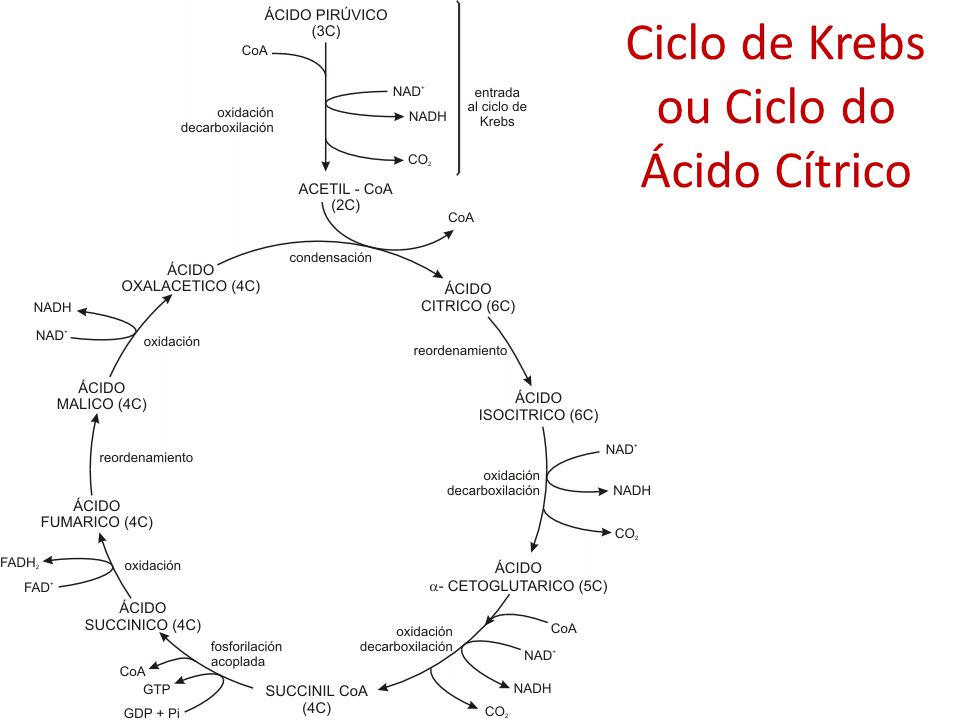 Ciclo de Krebs ou Ciclo do Ácido Cítrico