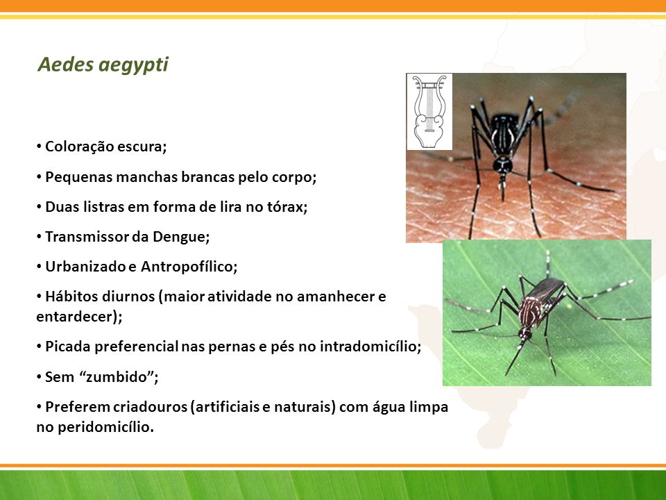 Aedes aegypti Coloração escura; Pequenas manchas brancas pelo corpo;