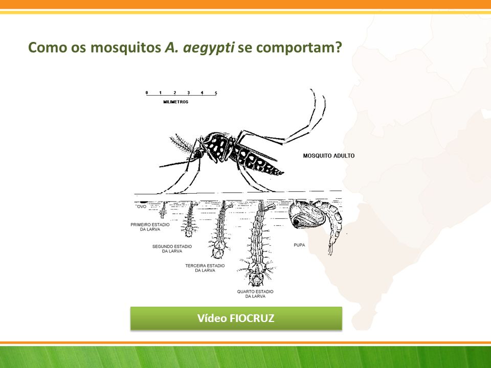 Como os mosquitos A. aegypti se comportam