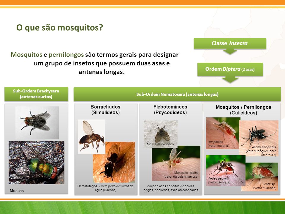 Flebotomíneos (Psycodídeos) Mosquitos / Pernilongos (Culicídeos)