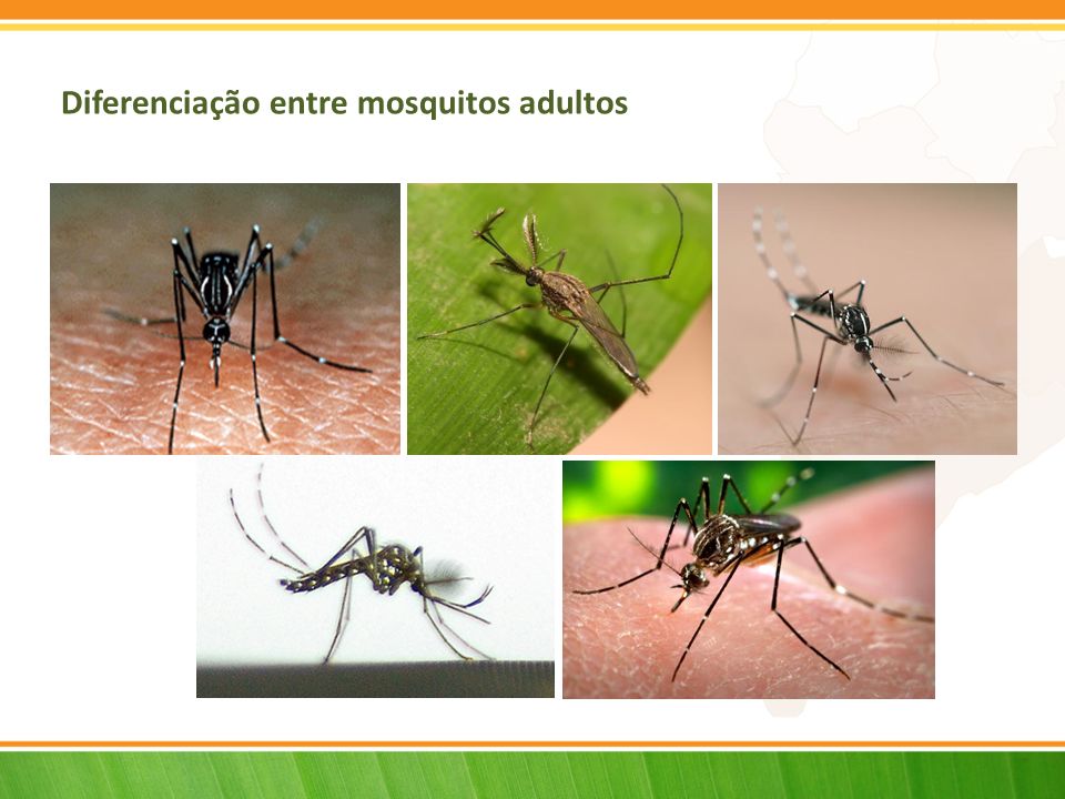 Diferenciação entre mosquitos adultos