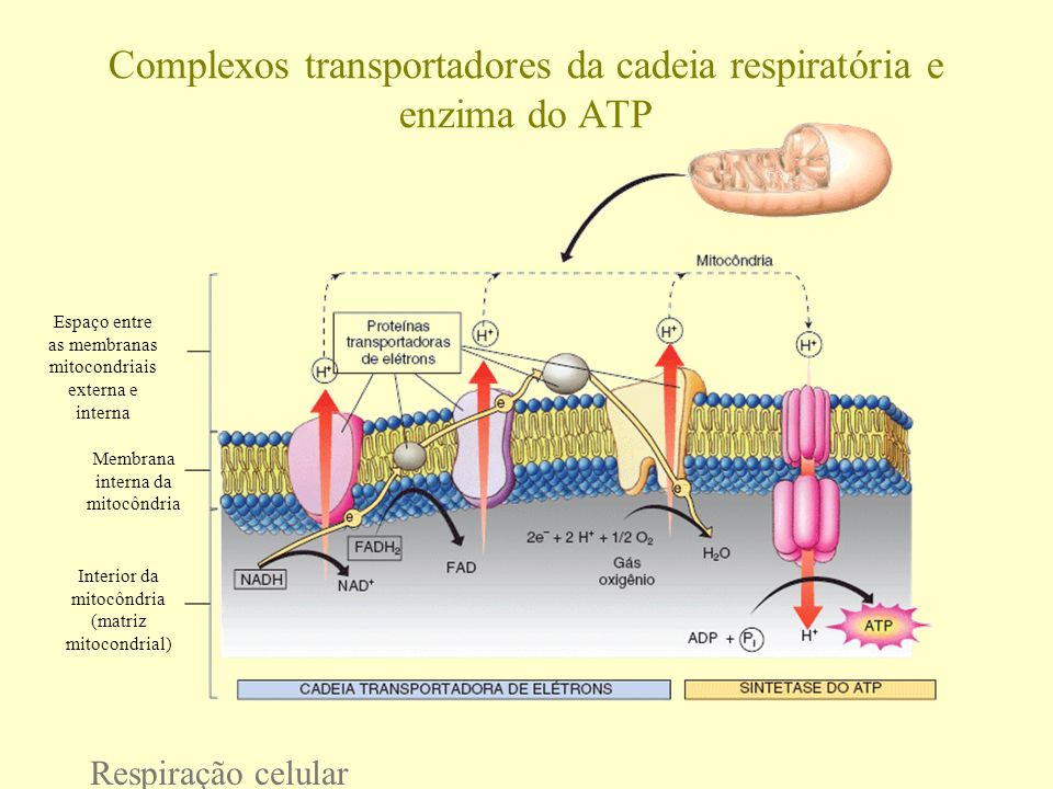 Complexos transportadores da cadeia respiratória e enzima do ATP