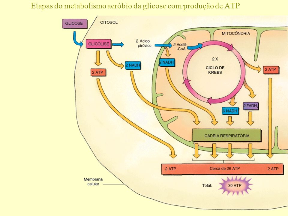 Etapas do metabolismo aeróbio da glicose com produção de ATP