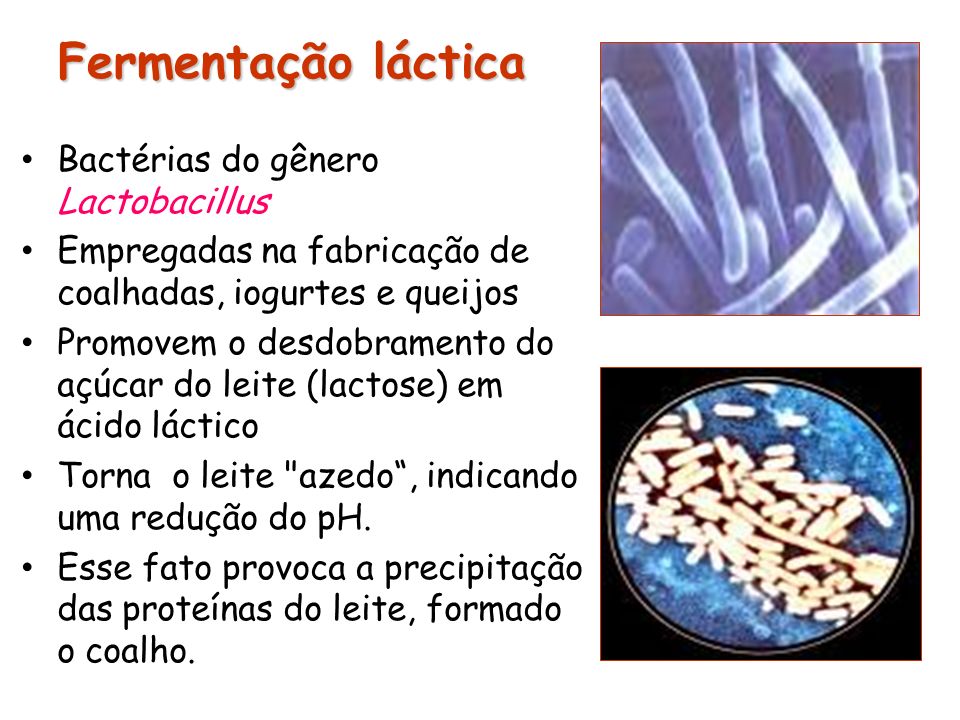 Fermentação láctica Bactérias do gênero Lactobacillus