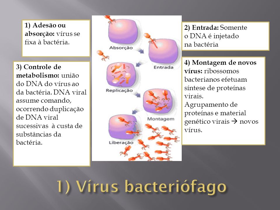 1) Vírus bacteriófago 1) Adesão ou absorção: vírus se fixa à bactéria.