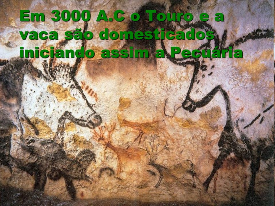 Em 3000 A.C o Touro e a vaca são domesticados iniciando assim a Pecuária