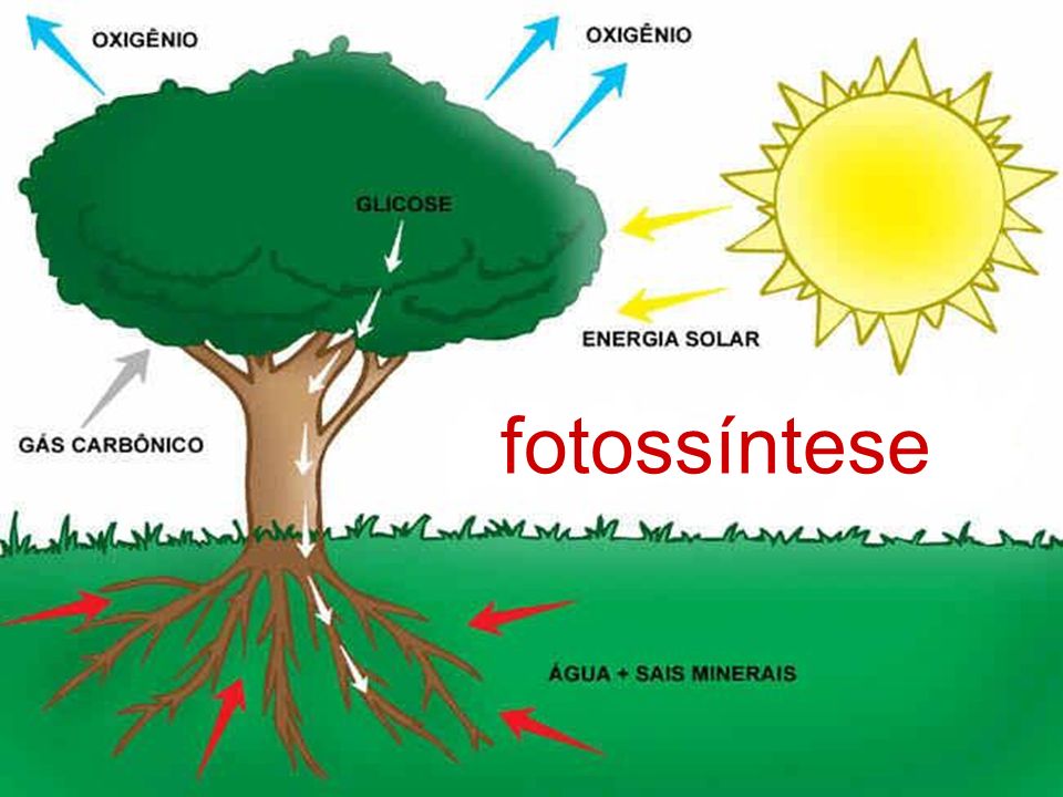 fotossíntese
