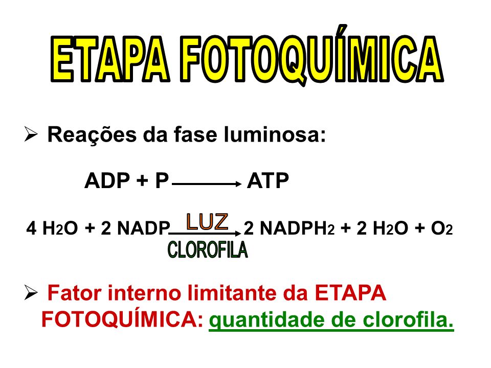 ETAPA FOTOQUÍMICA Reações da fase luminosa: ADP + P ATP