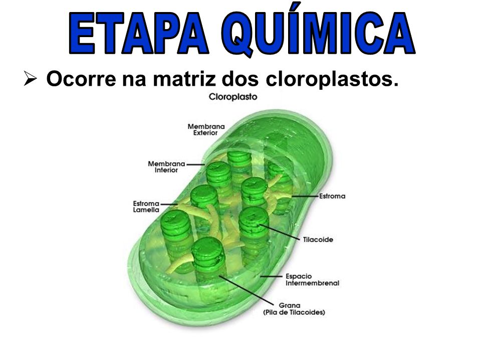 ETAPA QUÍMICA Ocorre na matriz dos cloroplastos.