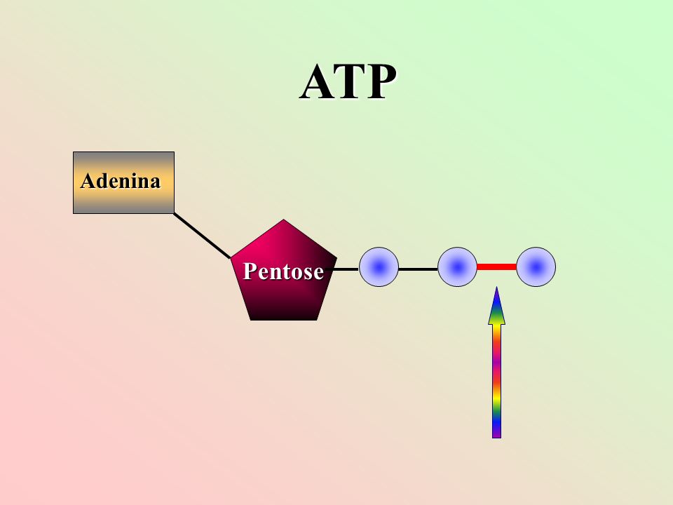 ATP Adenina Pentose