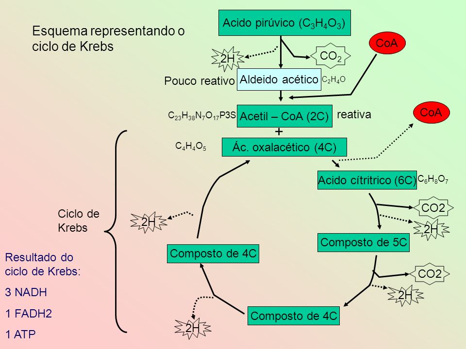 + Esquema representando o ciclo de Krebs Acido pirúvico (C3H4O3) CoA