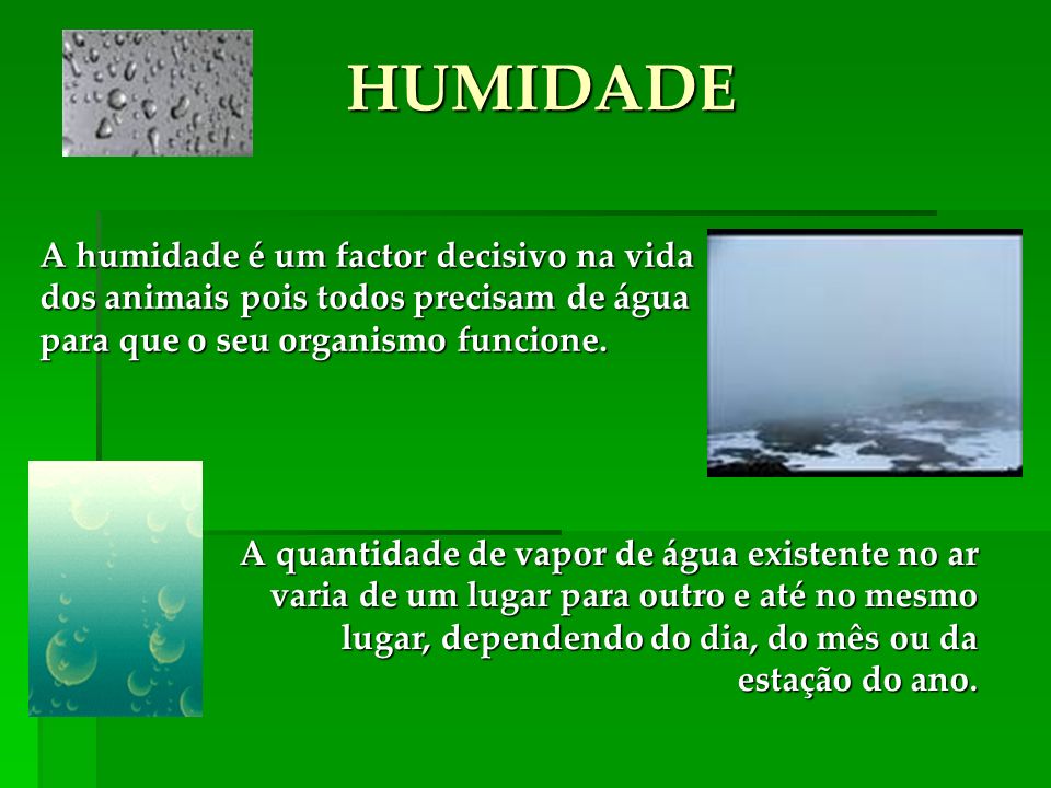 HUMIDADE A humidade é um factor decisivo na vida dos animais pois todos precisam de água para que o seu organismo funcione.