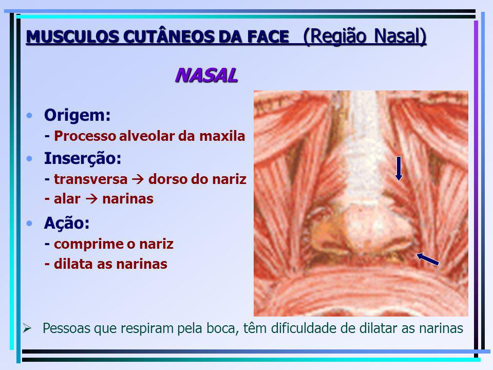 MUSCULOS CUTÂNEOS DA FACE (Região Nasal) NASAL