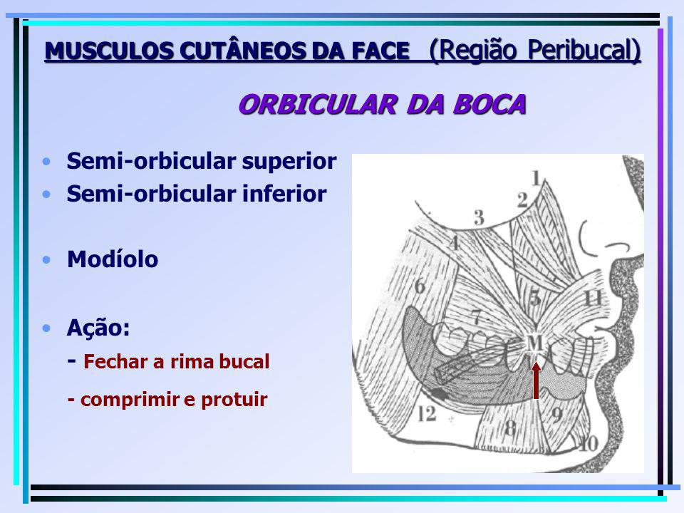 MUSCULOS CUTÂNEOS DA FACE (Região Peribucal) ORBICULAR DA BOCA