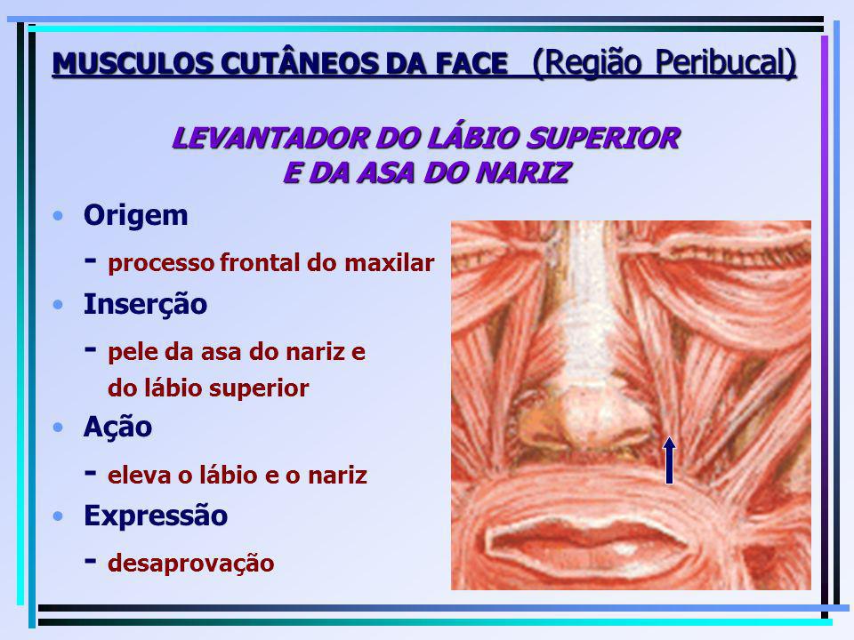 - processo frontal do maxilar - pele da asa do nariz e