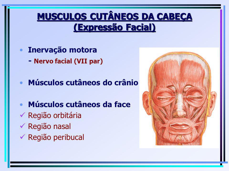 MUSCULOS CUTÂNEOS DA CABEÇA (Expressão Facial)