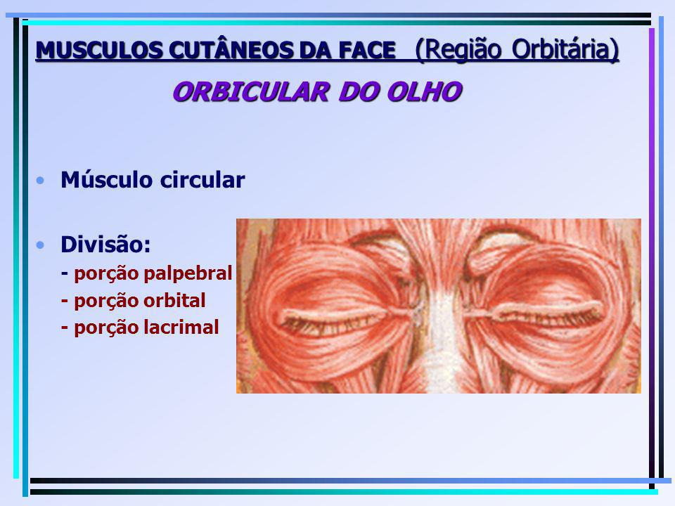 MUSCULOS CUTÂNEOS DA FACE (Região Orbitária) ORBICULAR DO OLHO
