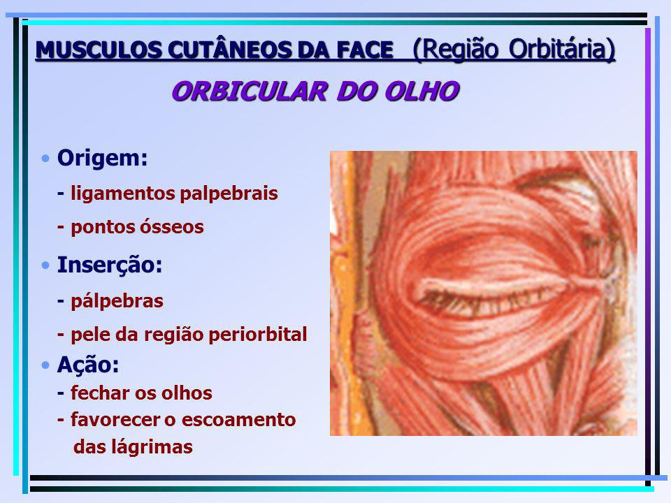 MUSCULOS CUTÂNEOS DA FACE (Região Orbitária) ORBICULAR DO OLHO