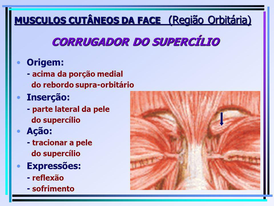 MUSCULOS CUTÂNEOS DA FACE (Região Orbitária) CORRUGADOR DO SUPERCÍLIO
