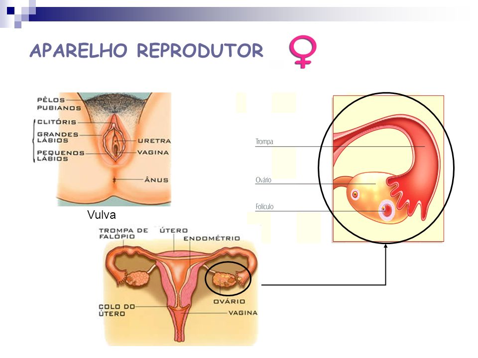 APARELHO REPRODUTOR Vulva