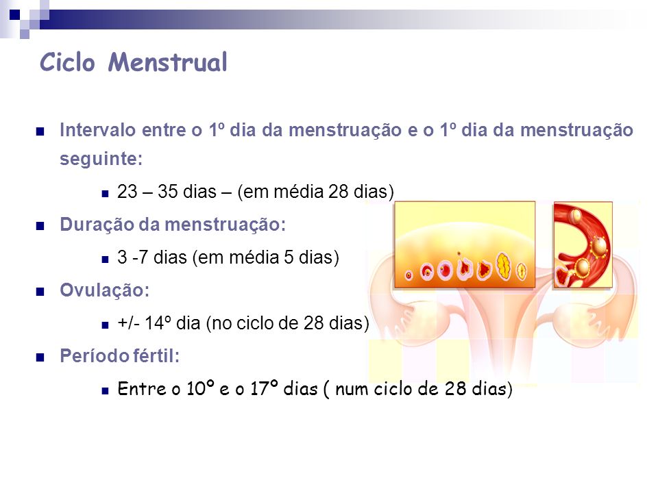 Ciclo Menstrual Intervalo entre o 1º dia da menstruação e o 1º dia da menstruação seguinte: 23 – 35 dias – (em média 28 dias)