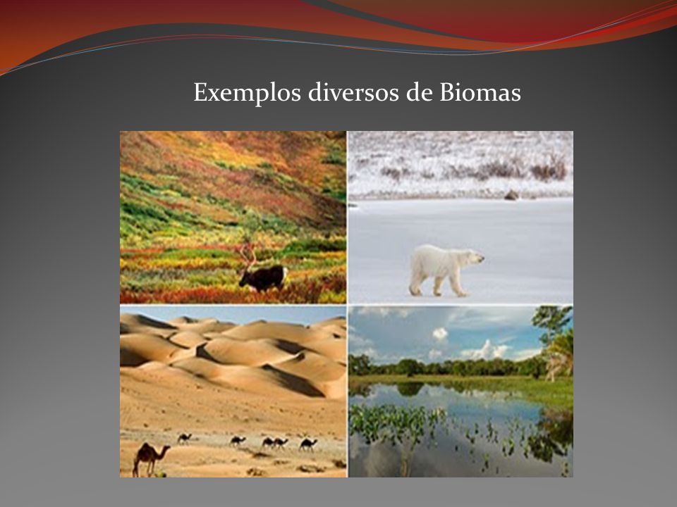 Exemplos diversos de Biomas