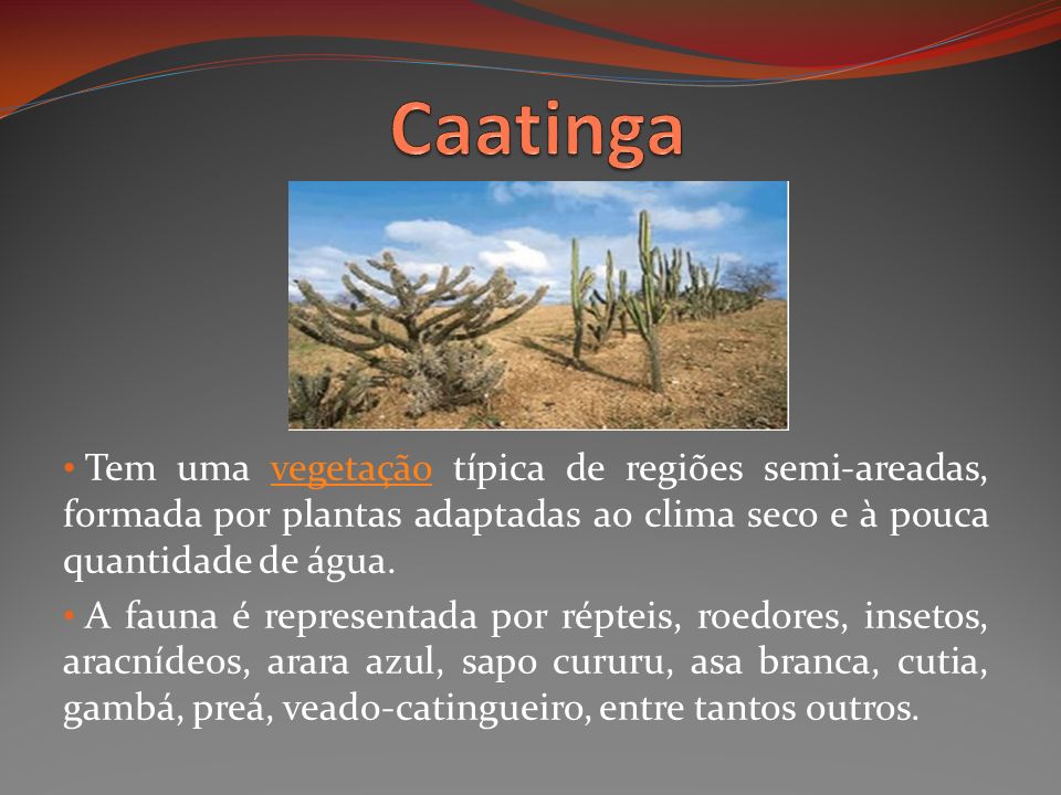 Caatinga Tem uma vegetação típica de regiões semi-areadas, formada por plantas adaptadas ao clima seco e à pouca quantidade de água.
