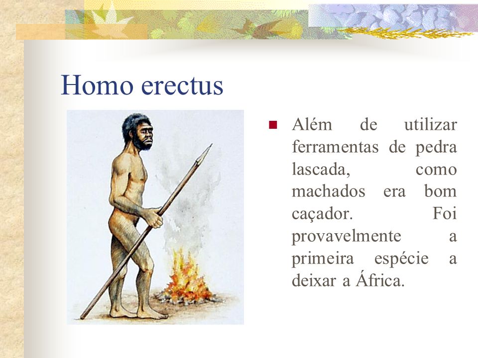 Homo erectus Além de utilizar ferramentas de pedra lascada, como machados era bom caçador.
