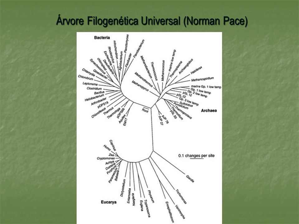 Árvore Filogenética Universal (Norman Pace)