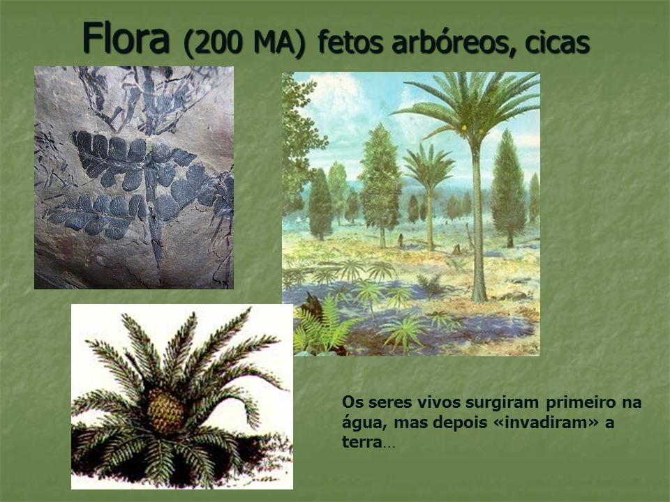 Flora (200 MA) fetos arbóreos, cicas